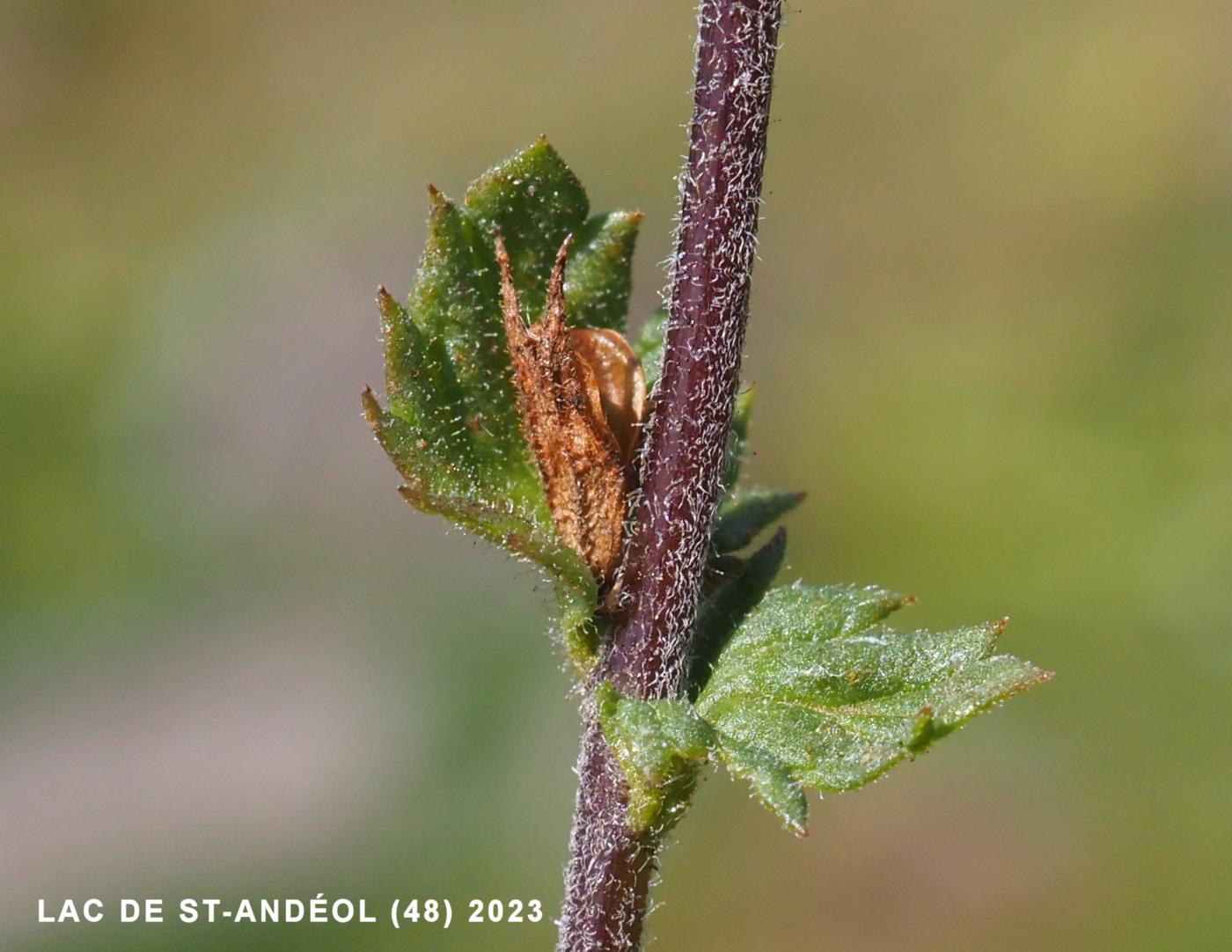 Eyebright, Common (of the mountains) fruit